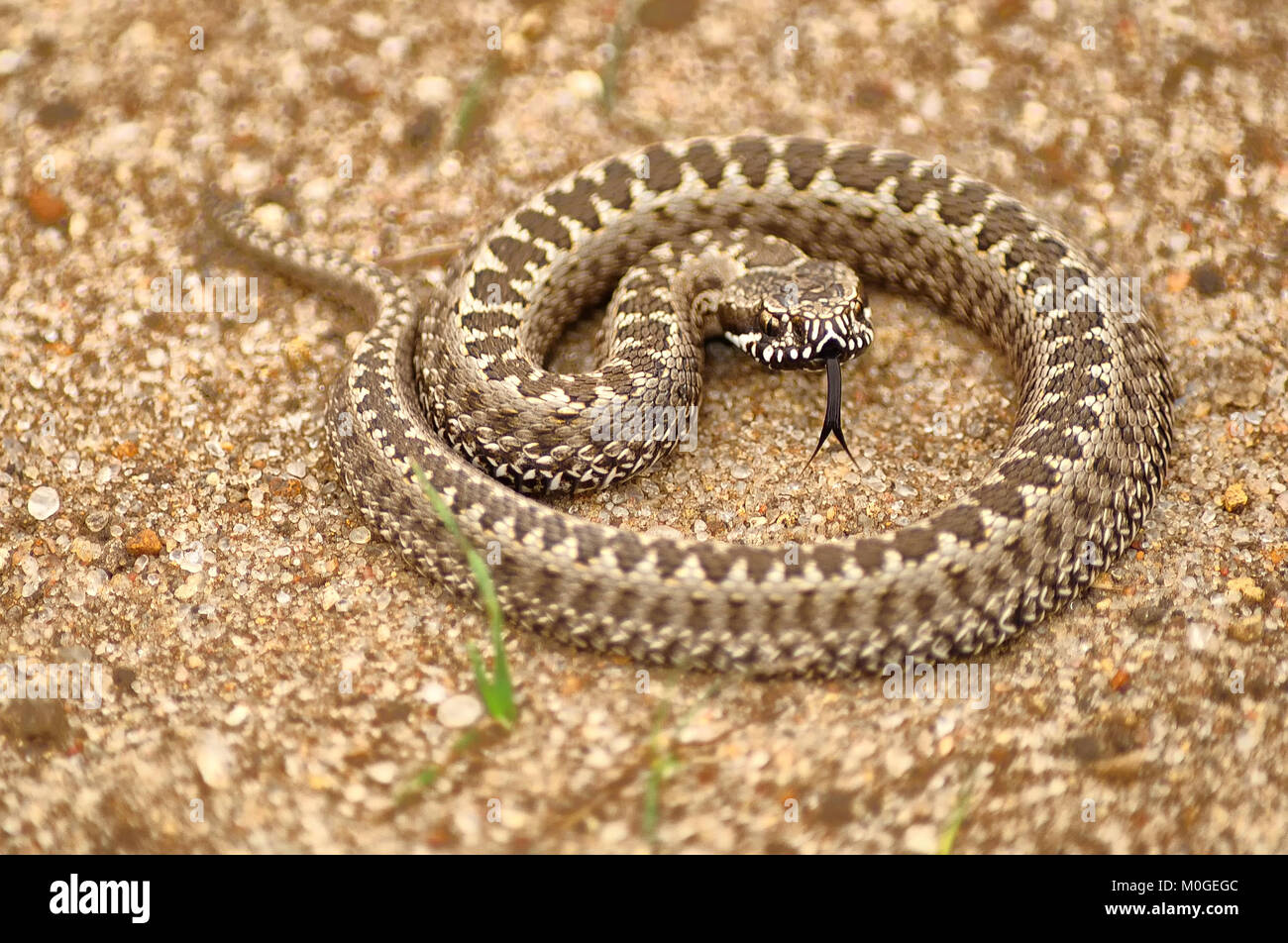 A very small common European viper (Vipera berus) curled into a ring and  showed her tongue Stock Photo - Alamy
