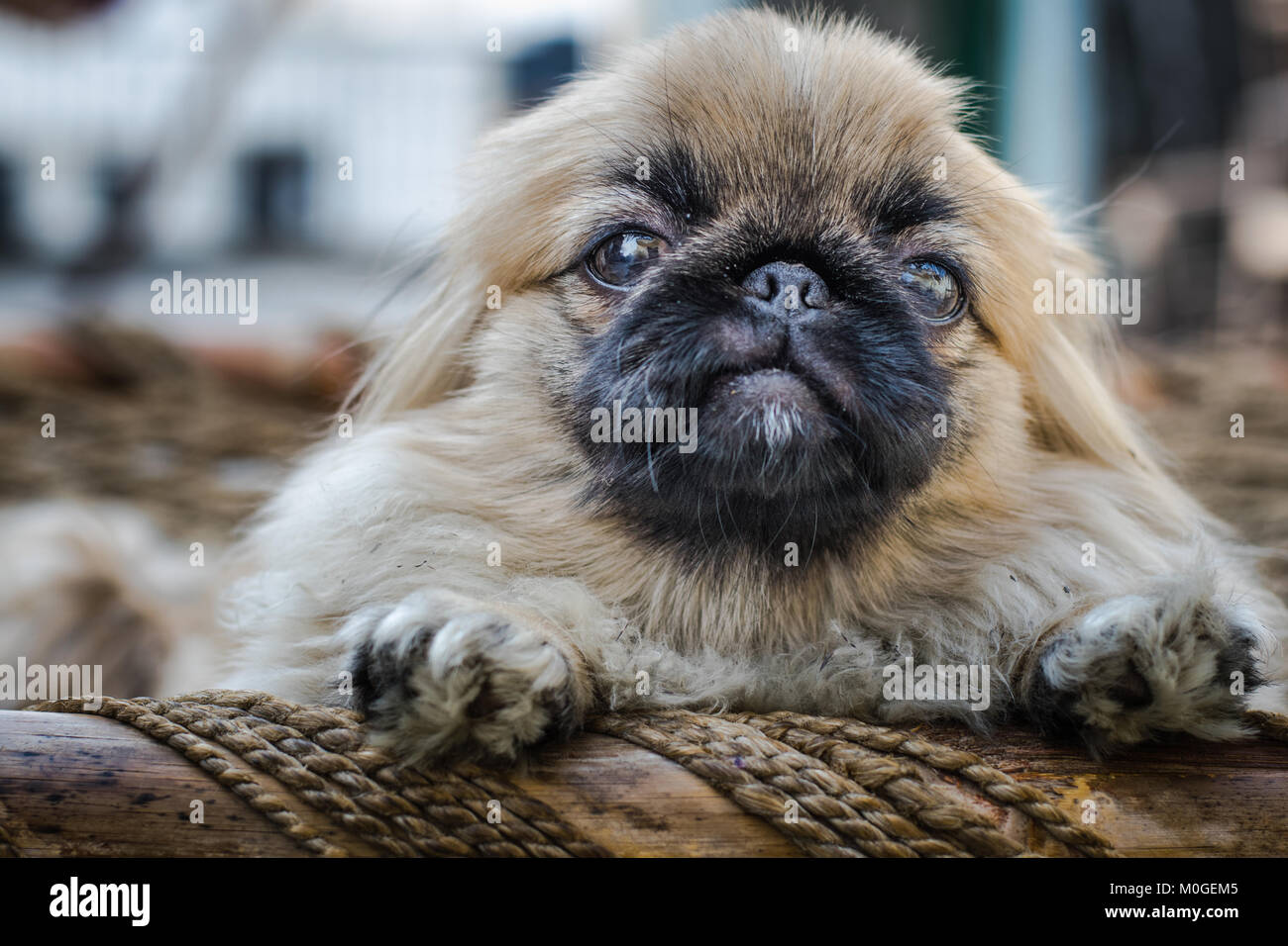 ancient breed of toy dog from china