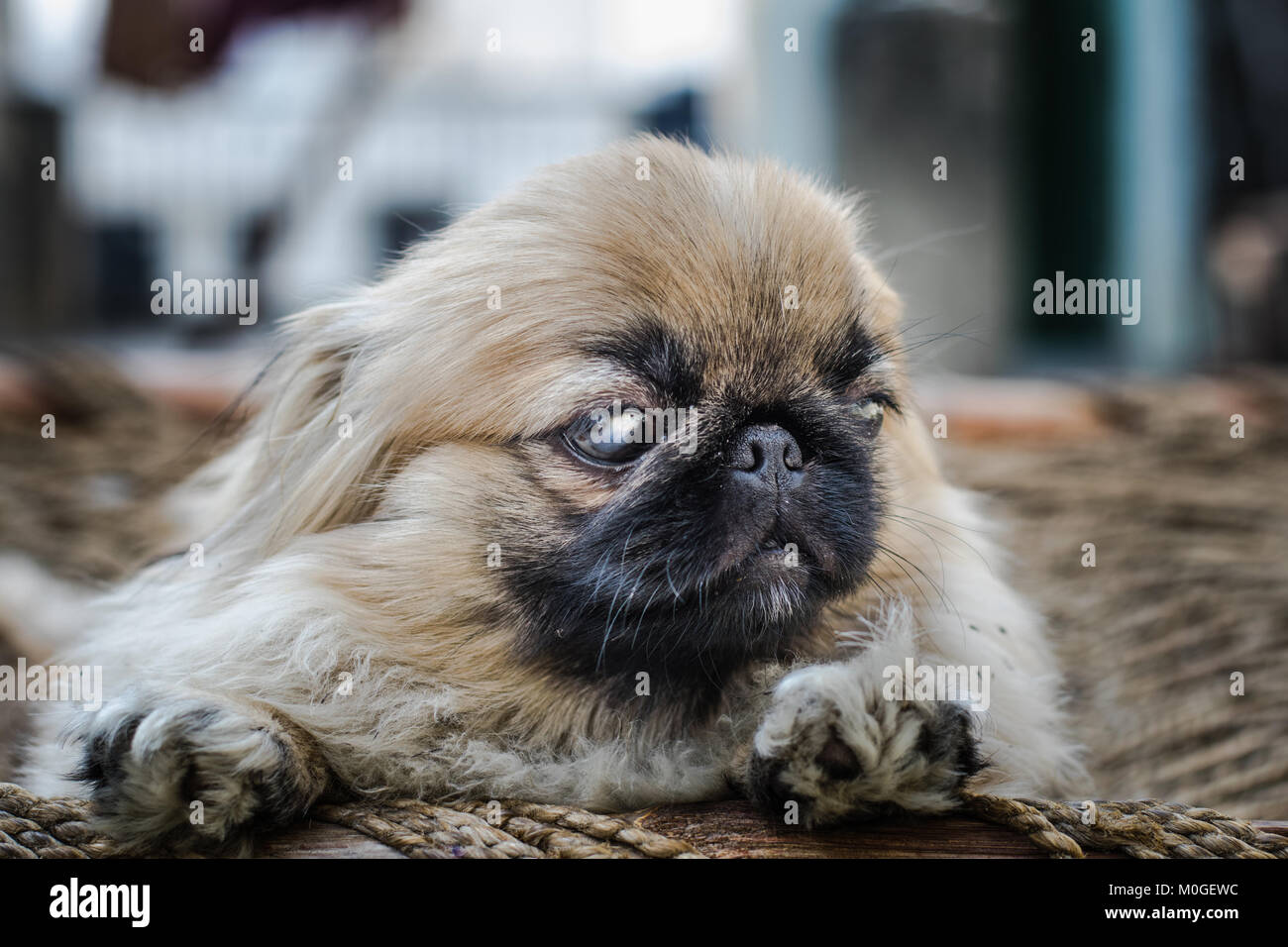Pekingese lion dog hires stock photography and images Alamy