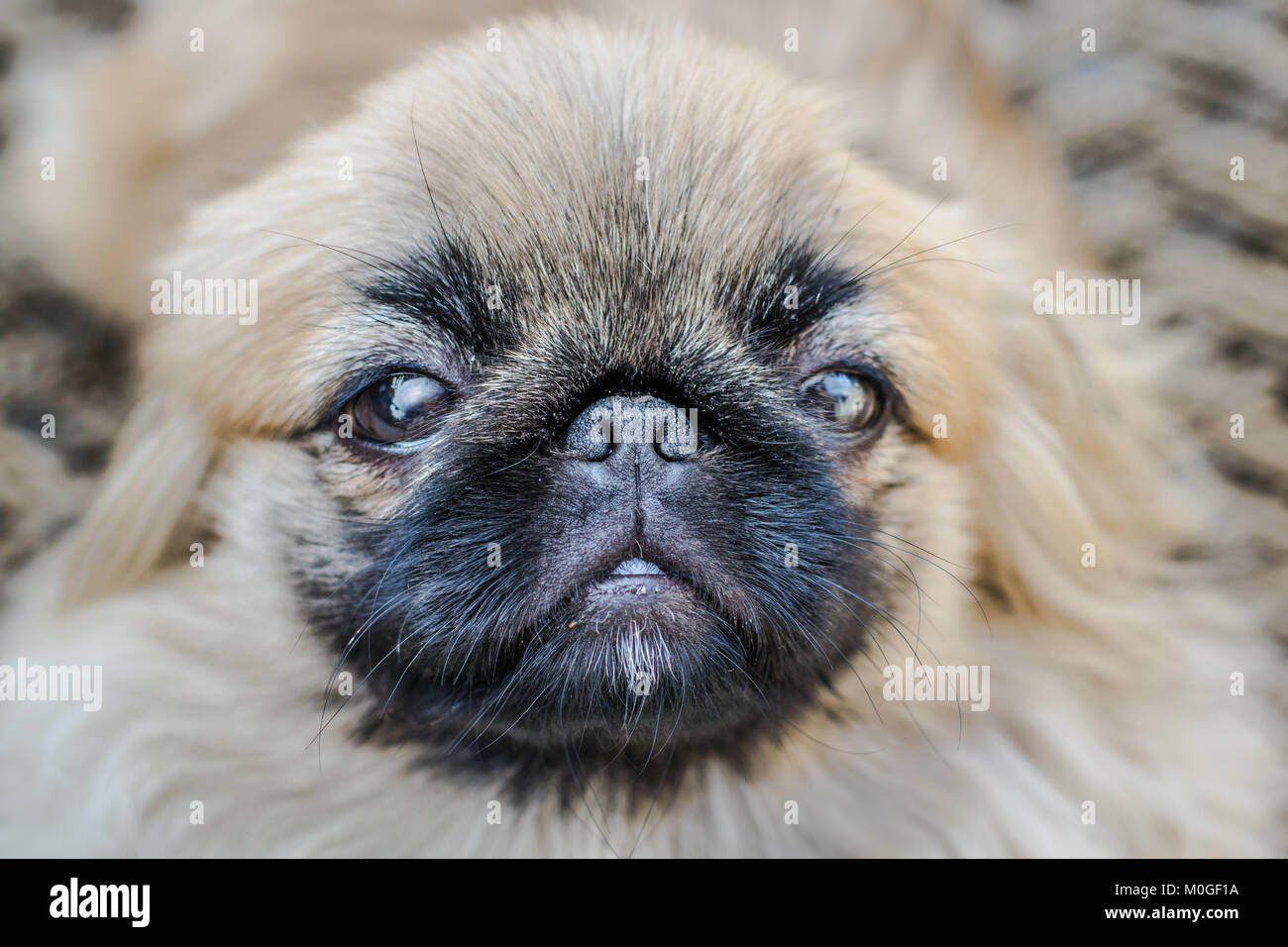 Pekingese lion dog hires stock photography and images Alamy