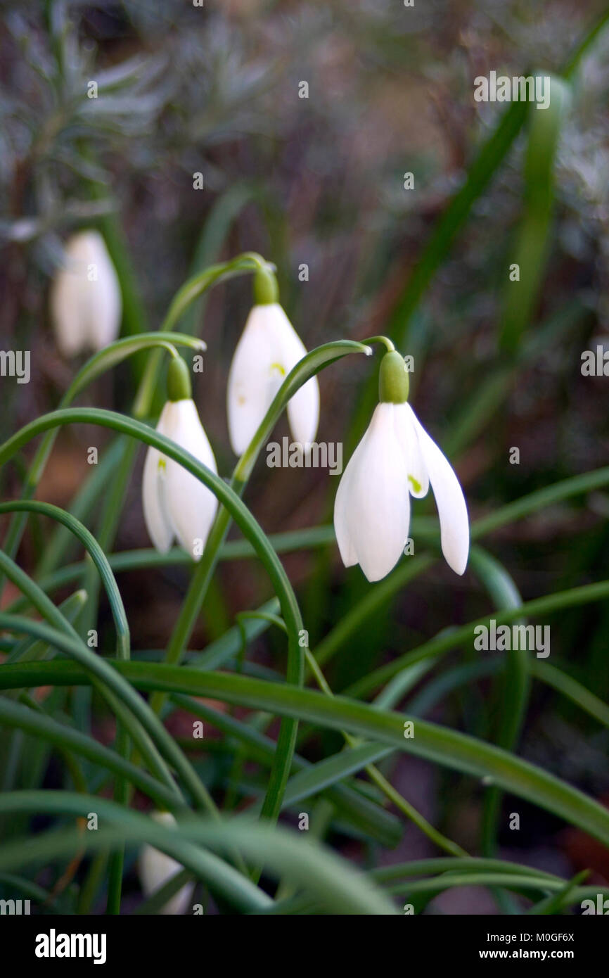 Snowdrops, first sign of spring Stock Photo