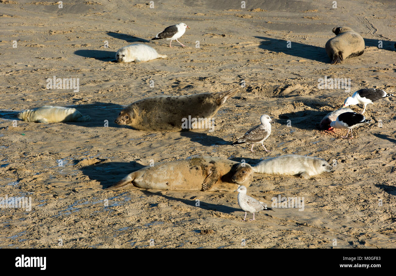 Seagulls eating dead seal pup Stock Photo Alamy