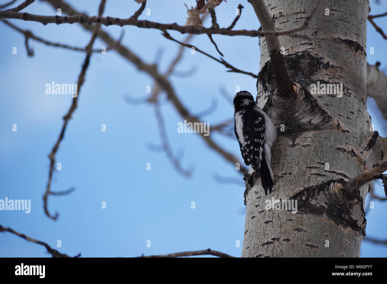 Downy Woodpecker (Dryobates pubescens) sitting in a tree, Inglewood Bird Sanctuary, Calgary, Alberta. Stock Photo