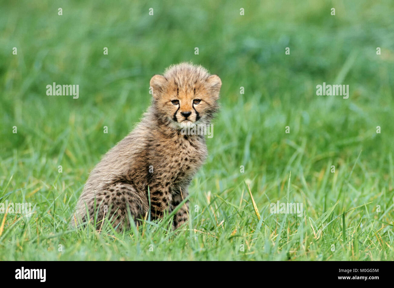 Cheetah, cub / (Acinonyx jubatus) | Gepard, Jungtier / (Acinonyx jubatus) Stock Photo