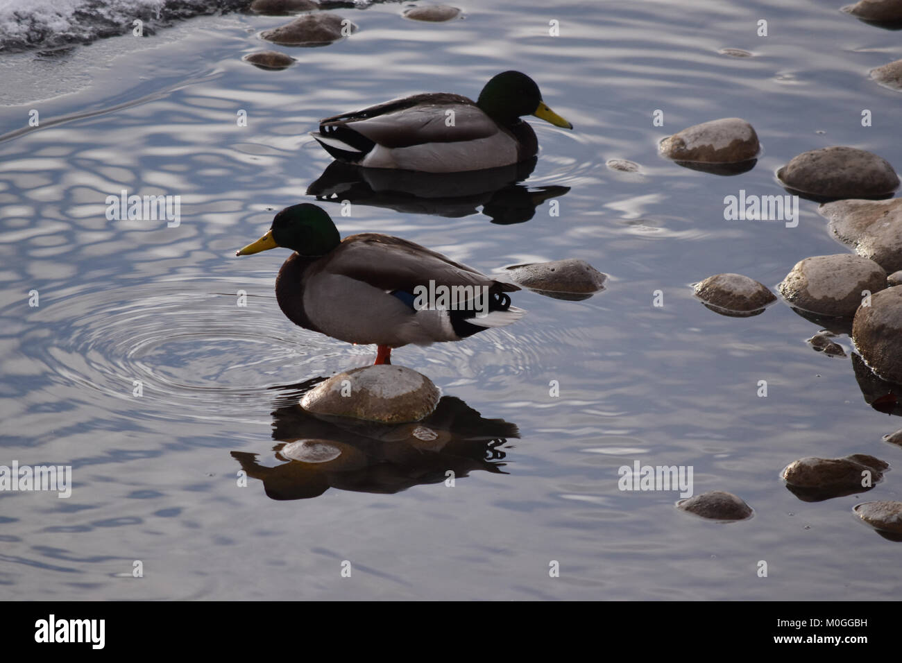 Mallard Ducks (Anas platyrhynchos)on rocks and in icy water, Inglewood