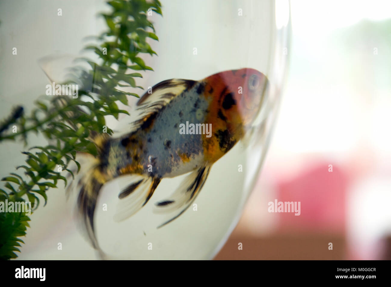 Pet goldfish in a large glass bowl Stock Photo
