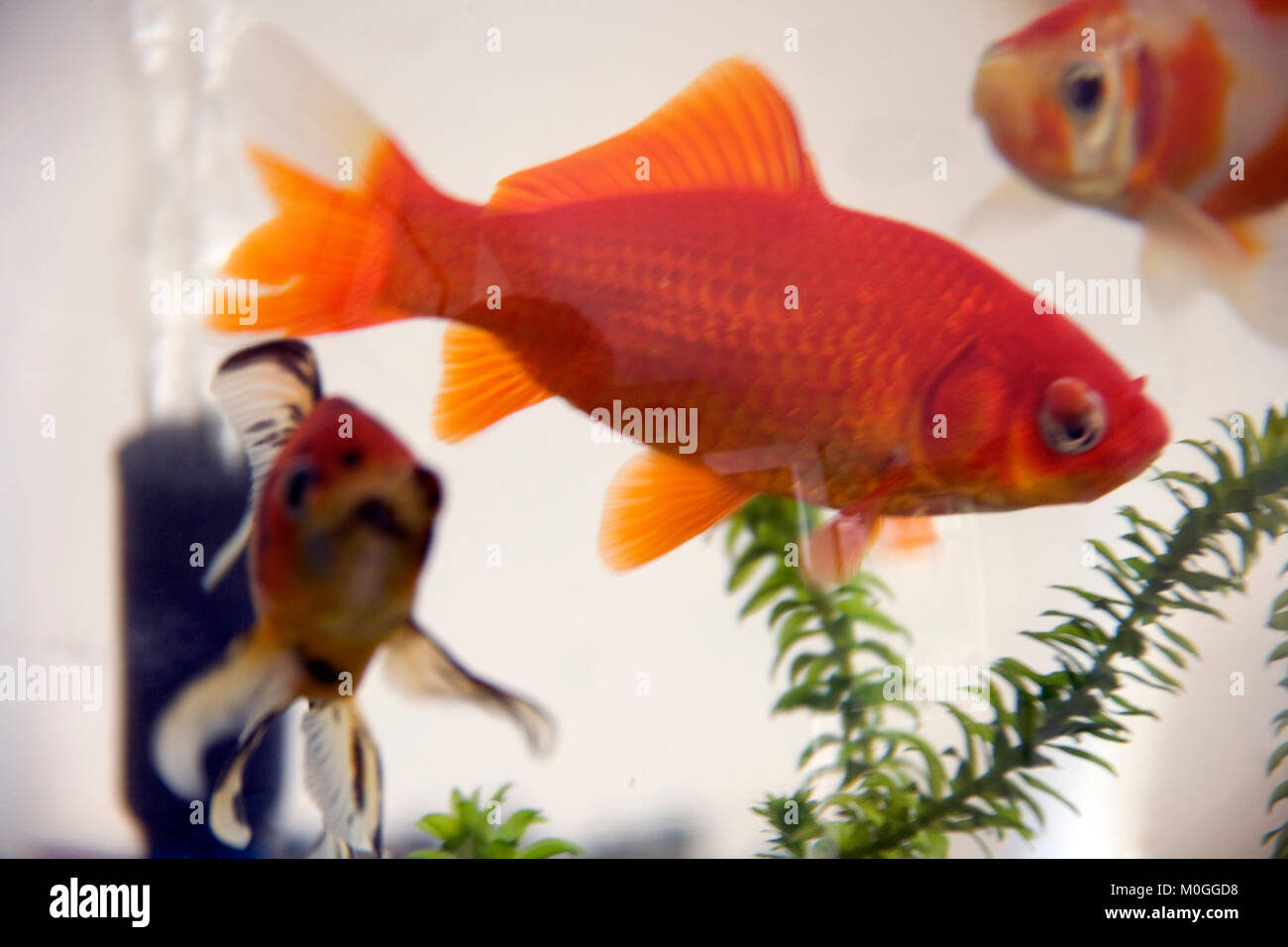 Pet goldfish in a large glass bowl Stock Photo Alamy