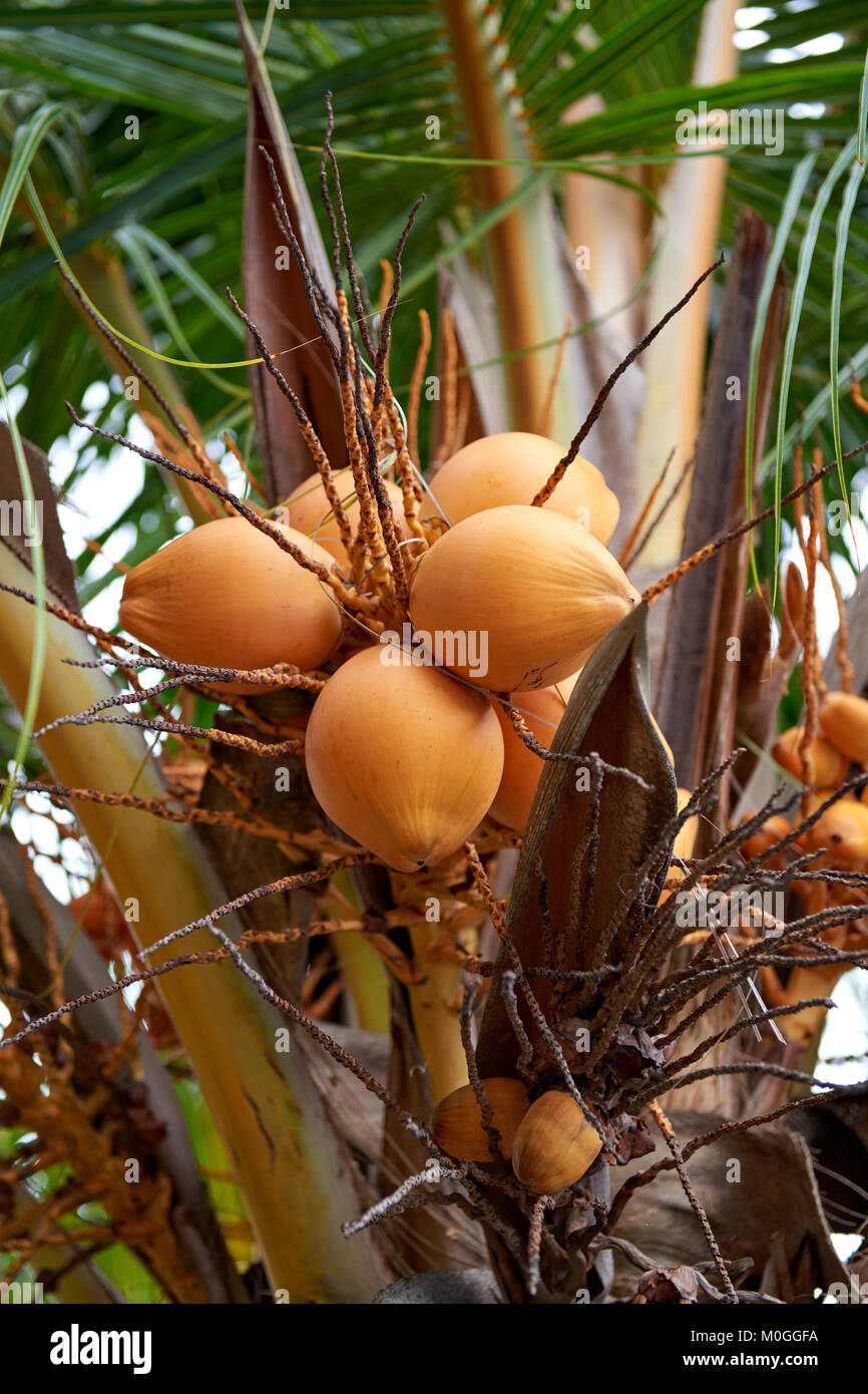 Ripe yellow coconuts in palm tree, India Stock Photo Alamy