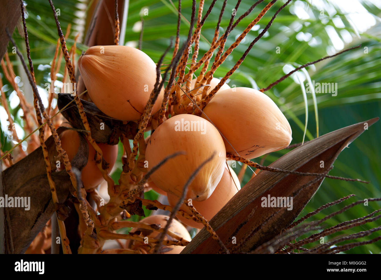 Ripe yellow coconuts in palm tree Stock Photo - Alamy