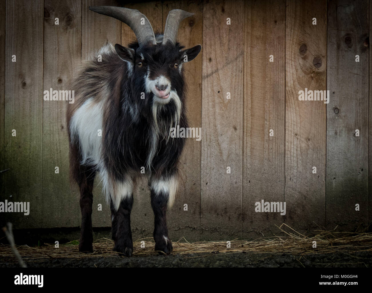 Crazy Goat with horns Stock Photo