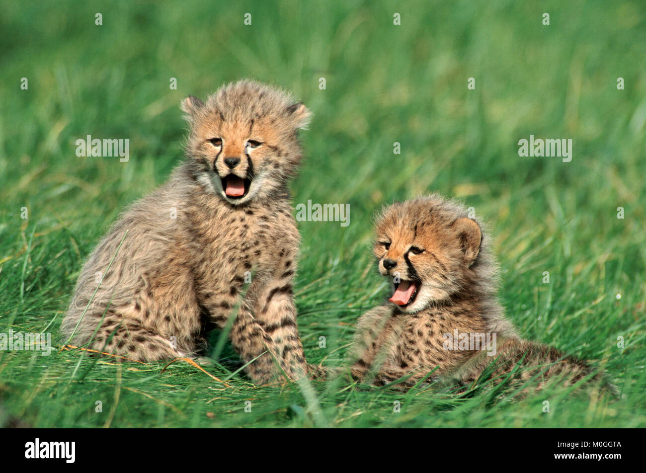 Cheetah, cubs yawning / (Acinonyx jubatus) | Gepard, gaehnende Jungtiere / (Acinonyx jubatus) Stock Photo