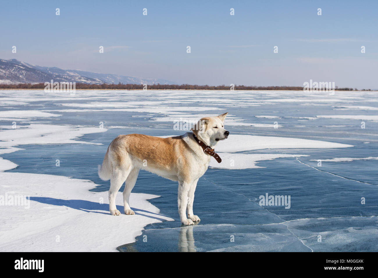 A beautiful purebred red-haired Japanese Akita Inu dog stands on the snow and blue clear ice of Lake Baikal in winter. Stock Photo