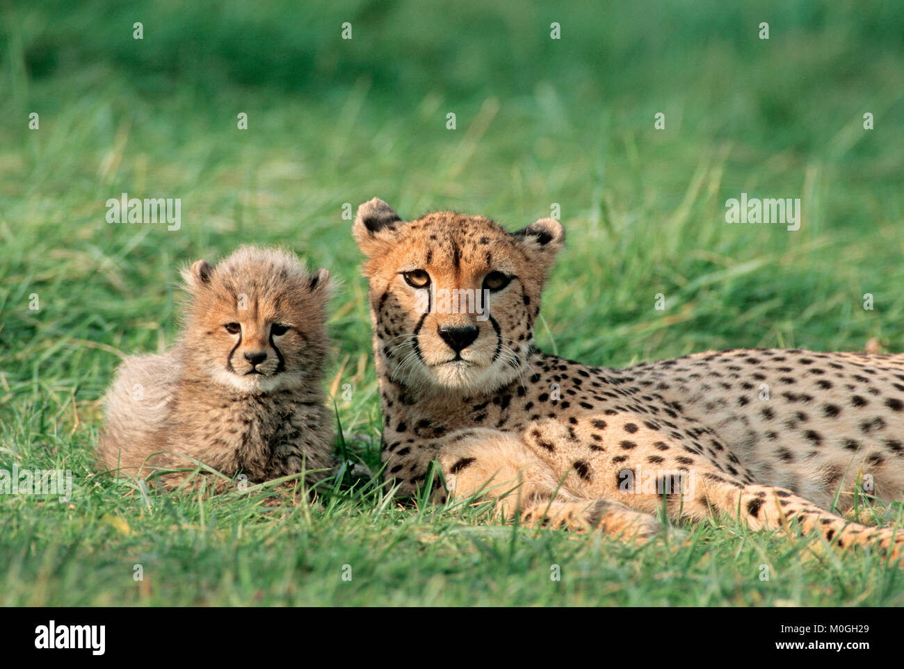 Cheetah, female with cub / (Acinonyx jubatus) | Gepard, Weibchen mit Jungtier / (Acinonyx jubatus) Stock Photo