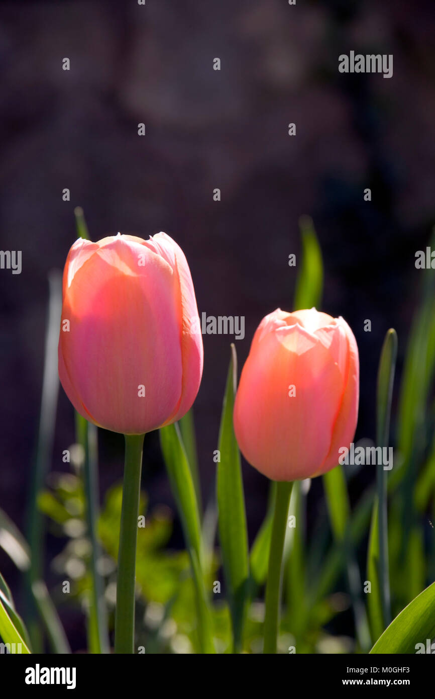 Two pink tulips sunlit, background in shadow Stock Photo - Alamy
