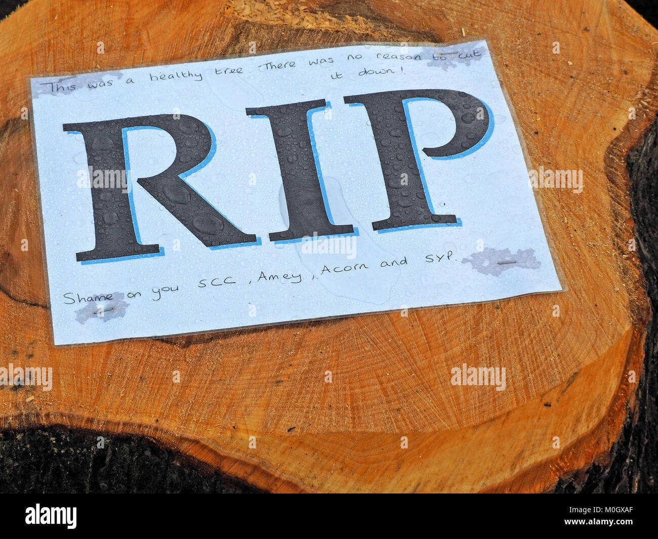 Sheffield, West Yorkshire, England. 22nd Jan, 2018. A sign stapled to the sawn off stump of one of many healthy trees cut down in Sheffield against the will of the people, in the Amey - Sheffield Council PFI controversy reads ' RIP This was a healthy tree. There was no reason to cut it down! Shame on you SCC, Amey, Acorn and SYP' Credit: Steve Holroyd/Alamy Live News Stock Photo