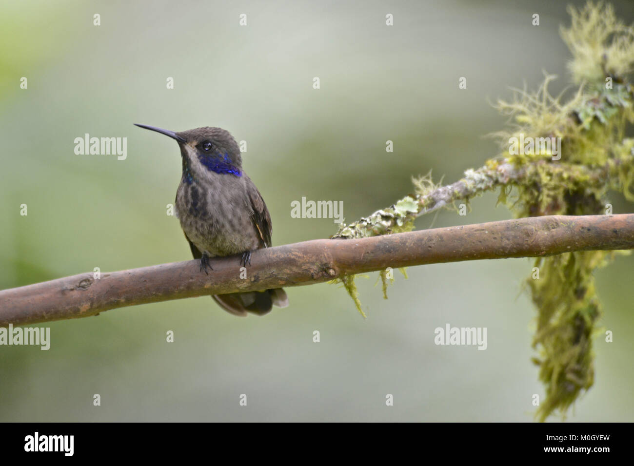 Cali, Cauca Valley, Colombia. 22nd July, 2017. Brown Violetear Credit: Credit: /ZUMA Wire/Alamy Live News Stock Photo