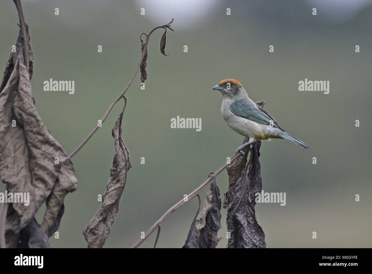 Cali, Cauca Valley, Colombia. 20th July, 2017. Scrub Tanager ( Tangara vitriolina ) Scrub tanager Credit: Credit: /ZUMA Wire/Alamy Live News Stock Photo