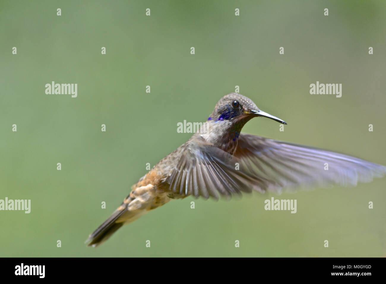 Cali, Cauca Valley, Colombia. 20th July, 2017. Brown Violetear Credit: 4ff/ZUMA Wire/Alamy Live News Stock Photo