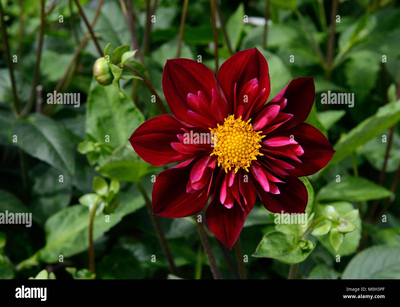 Dahlia Don Hill collarette dahlia with deep burgundy red flowers and yellow centres Stock Photo