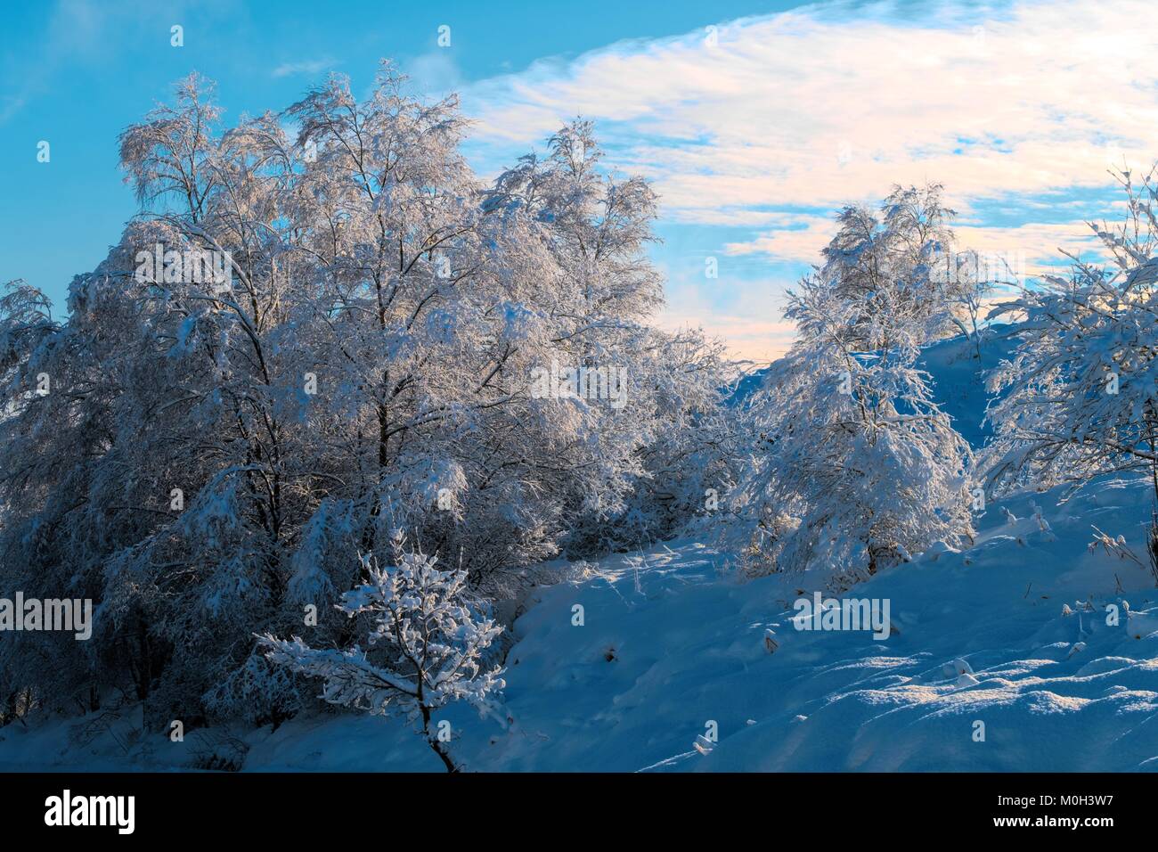 Forest in the winter Stock Photo - Alamy