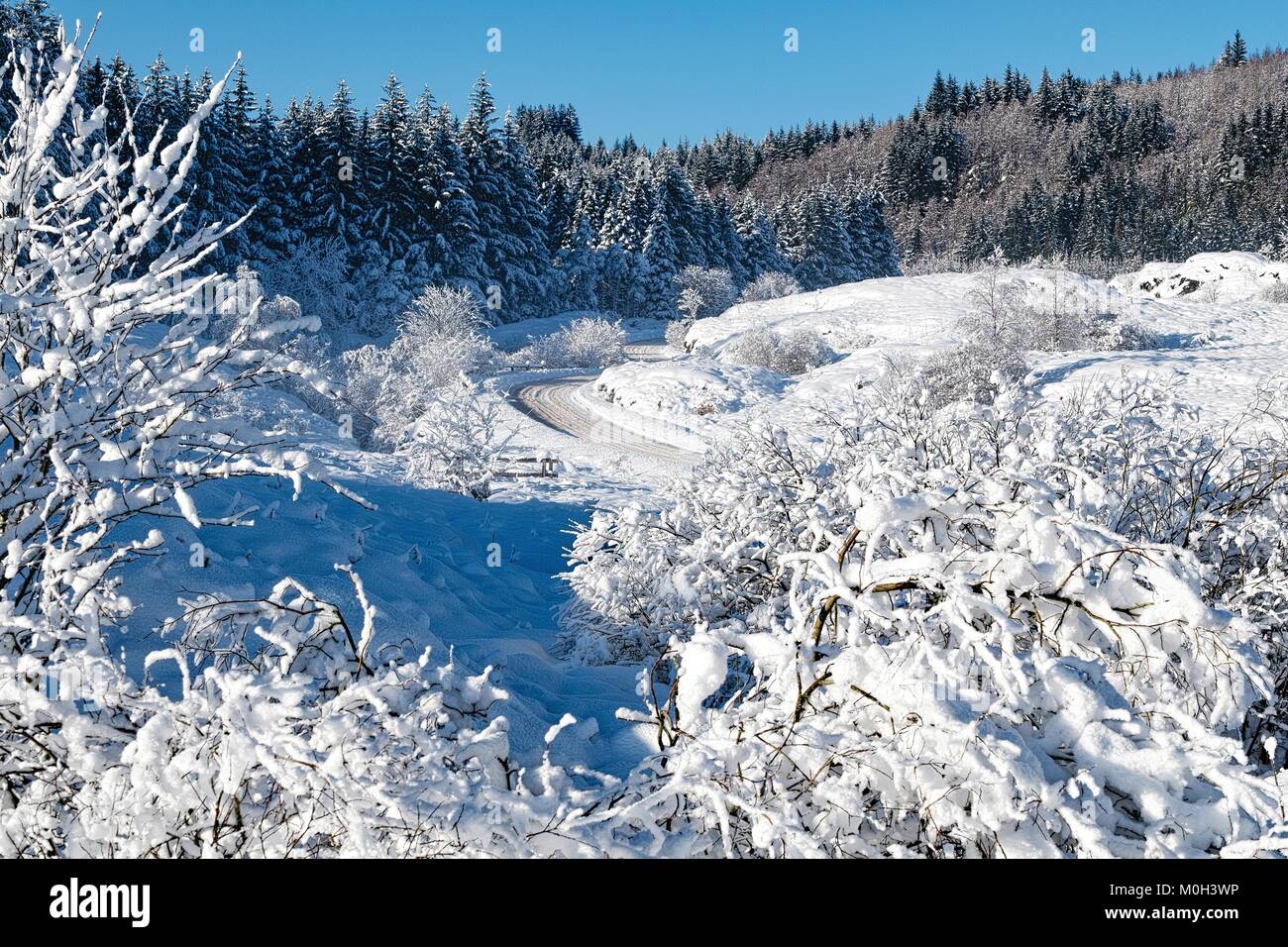 Forest in the winter Stock Photo - Alamy