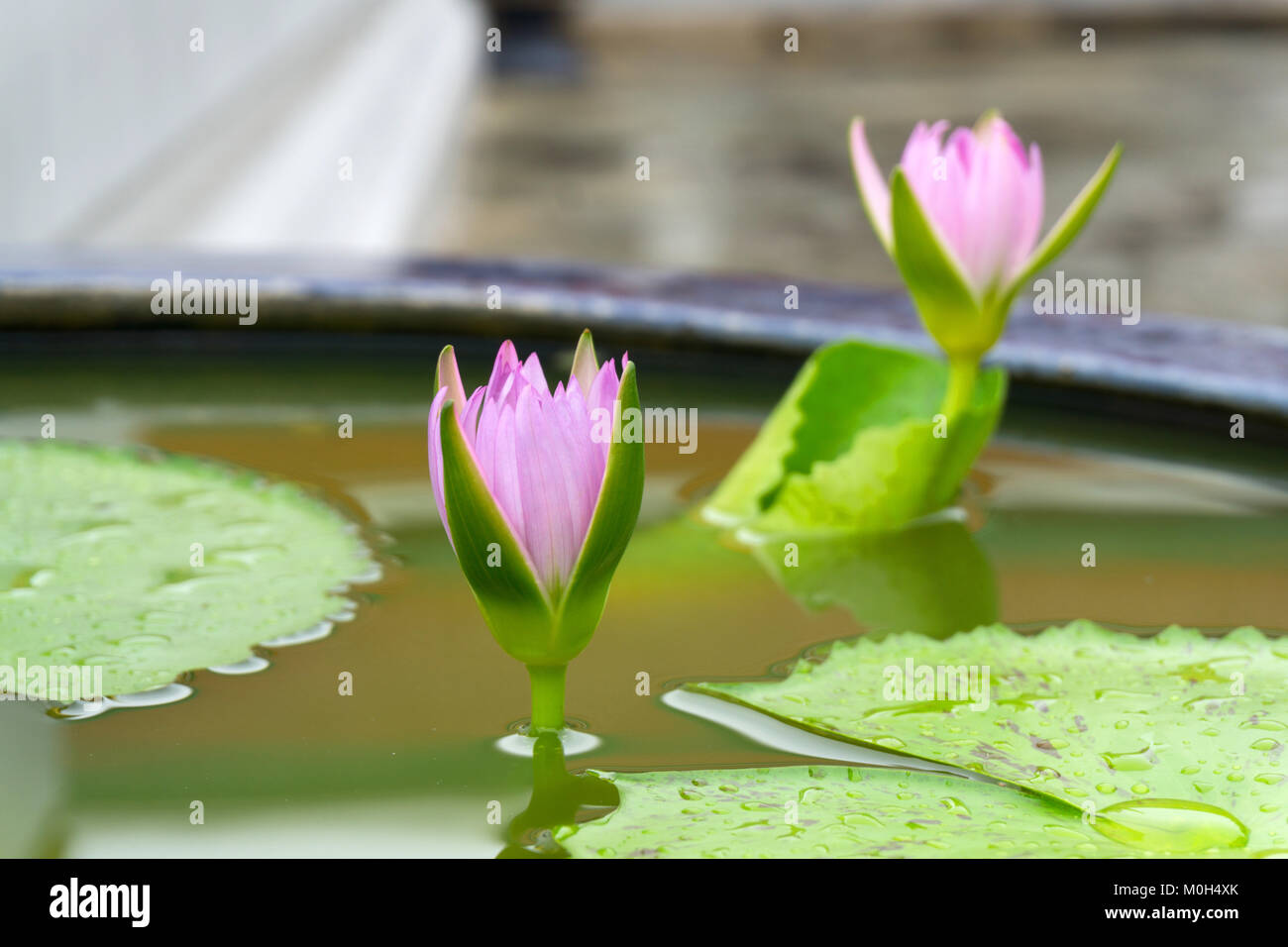 Lotus buds Stock Photo