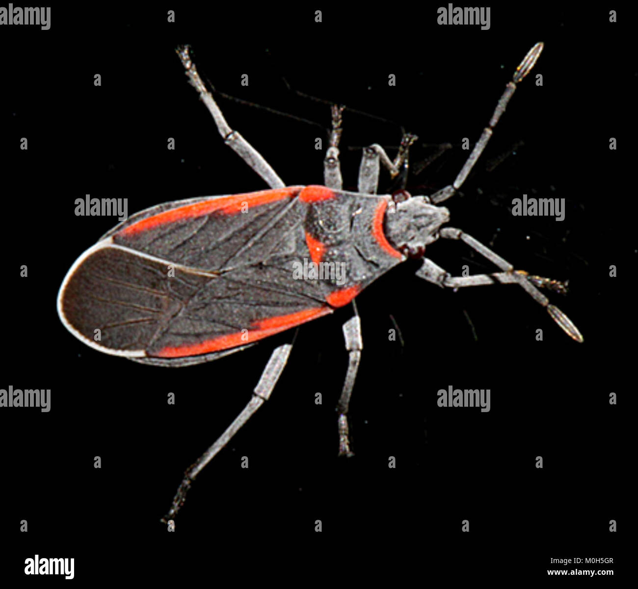 Melacoryphus lateralis is an insect species found in Patagonia, Arizona ...