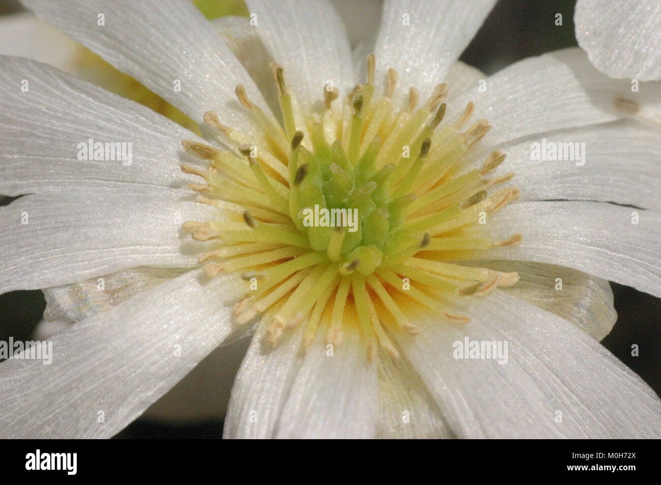 Callianthemum anemonoides (Schmuckblümchen) IMG 33607 Stock Photo