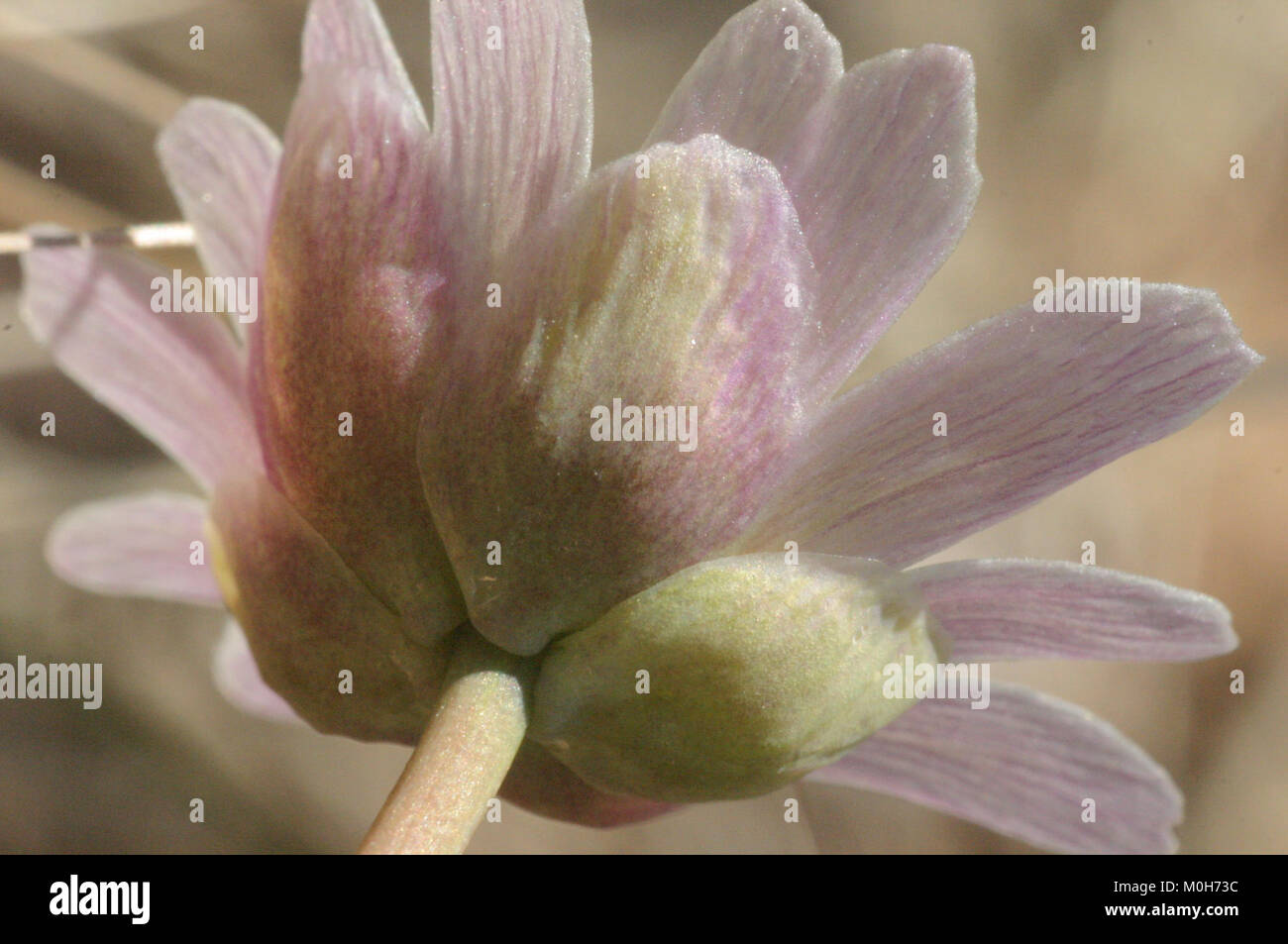 Callianthemum anemonoides (Schmuckblümchen) IMG 33622 Stock Photo