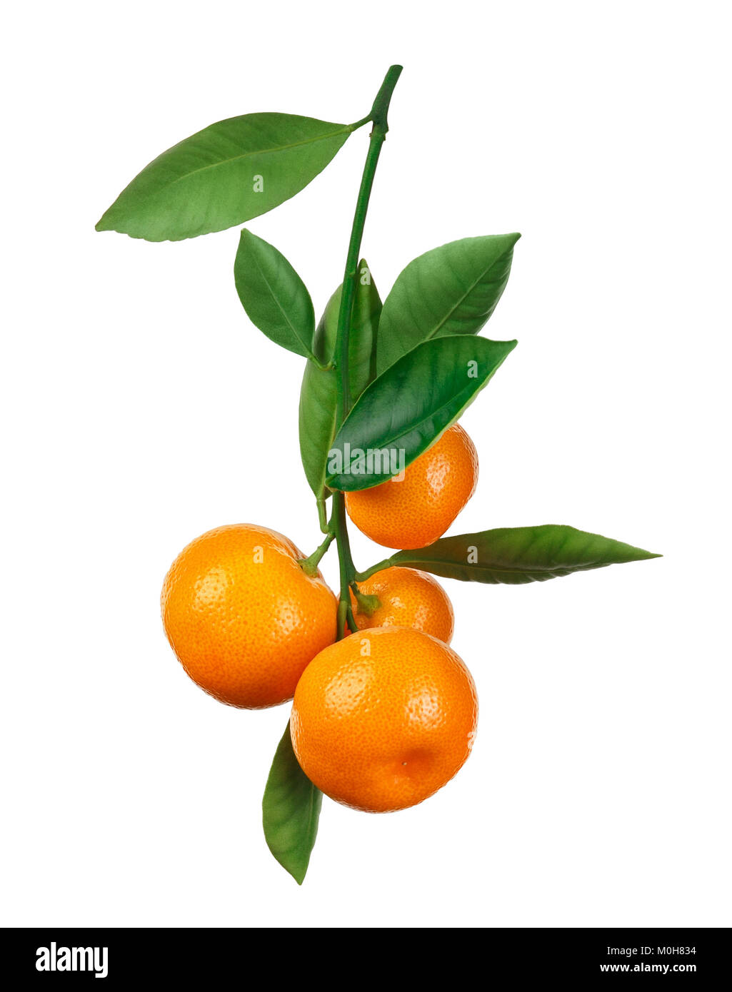 tangerines on branch isolated on white Stock Photo Alamy