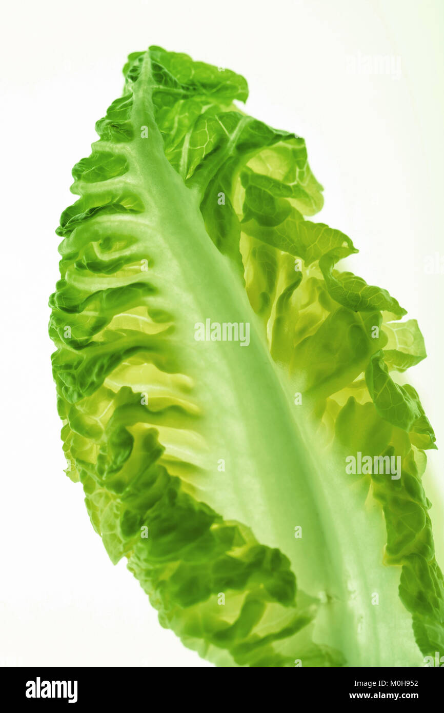 healthy lettuce leaf Stock Photo Alamy