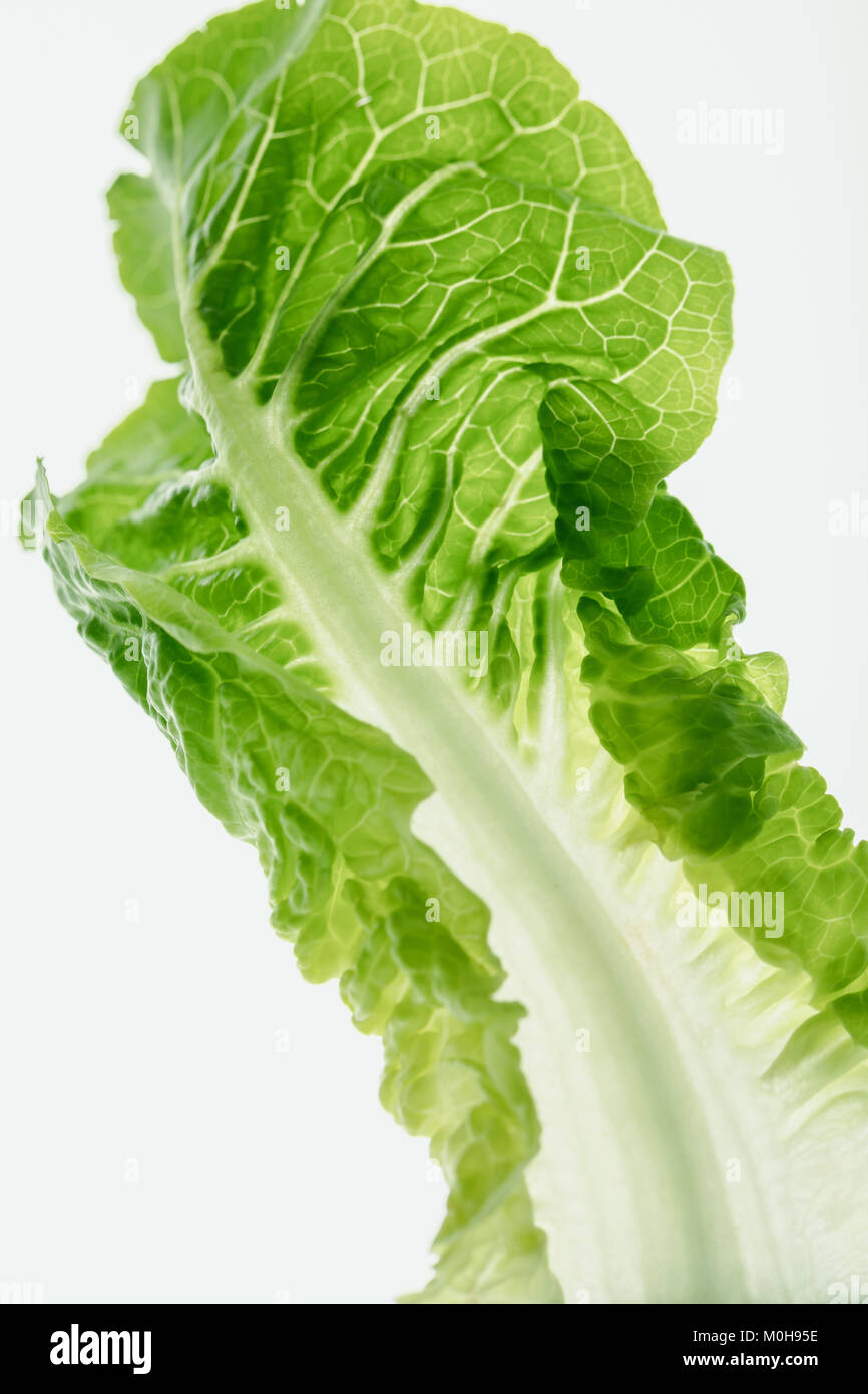 healthy lettuce leaf Stock Photo Alamy
