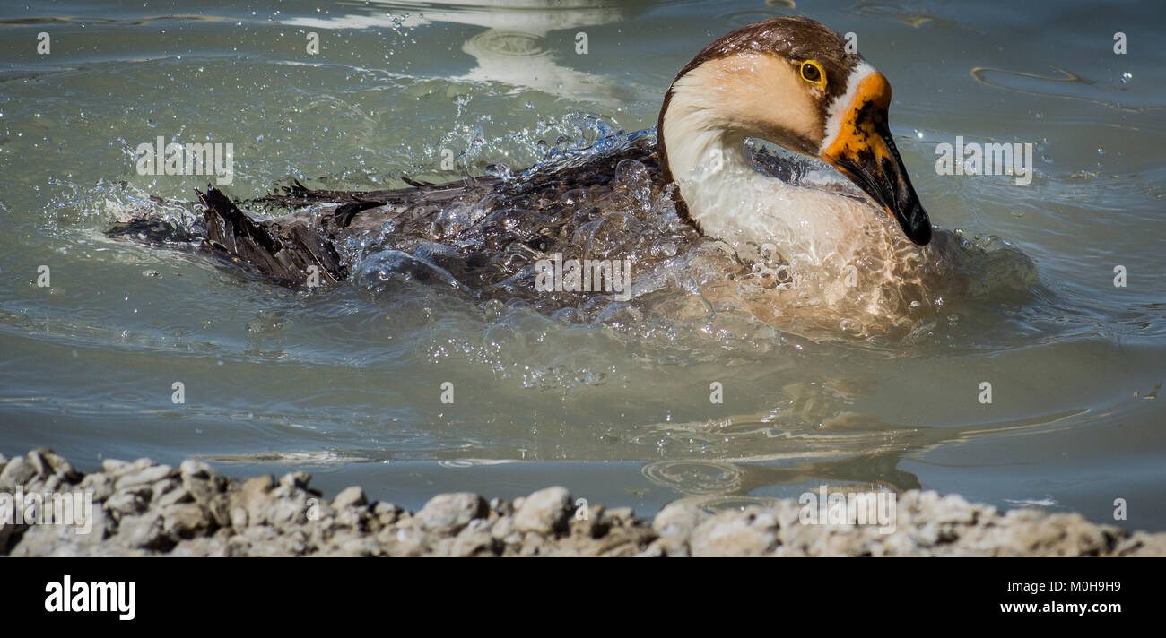 Male female geese hi-res stock photography and images - Alamy