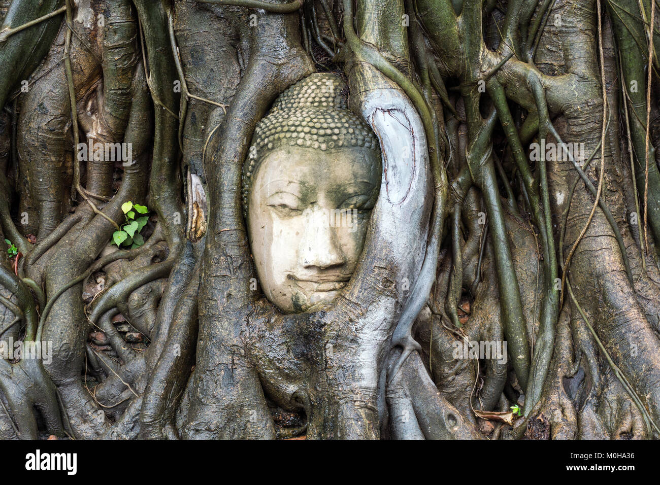 Asia,Thailand,Ayutthaya,Wat Mahathat temple ruins,Buddha head in tree roots Stock Photo