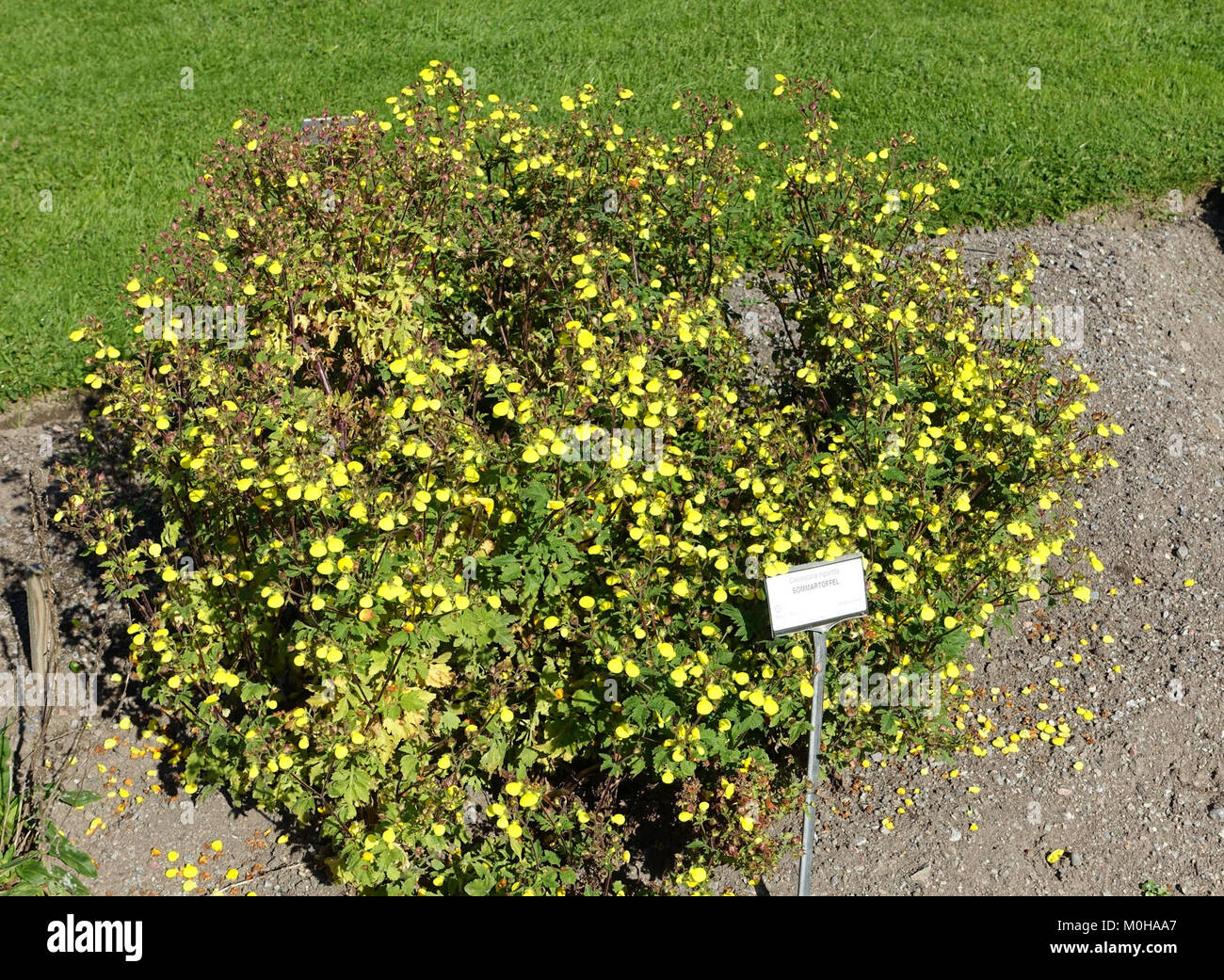 Calceolaria tripartita - Bergianska trädgården - Stockholm, Sweden - DSC00231 Stock Photo