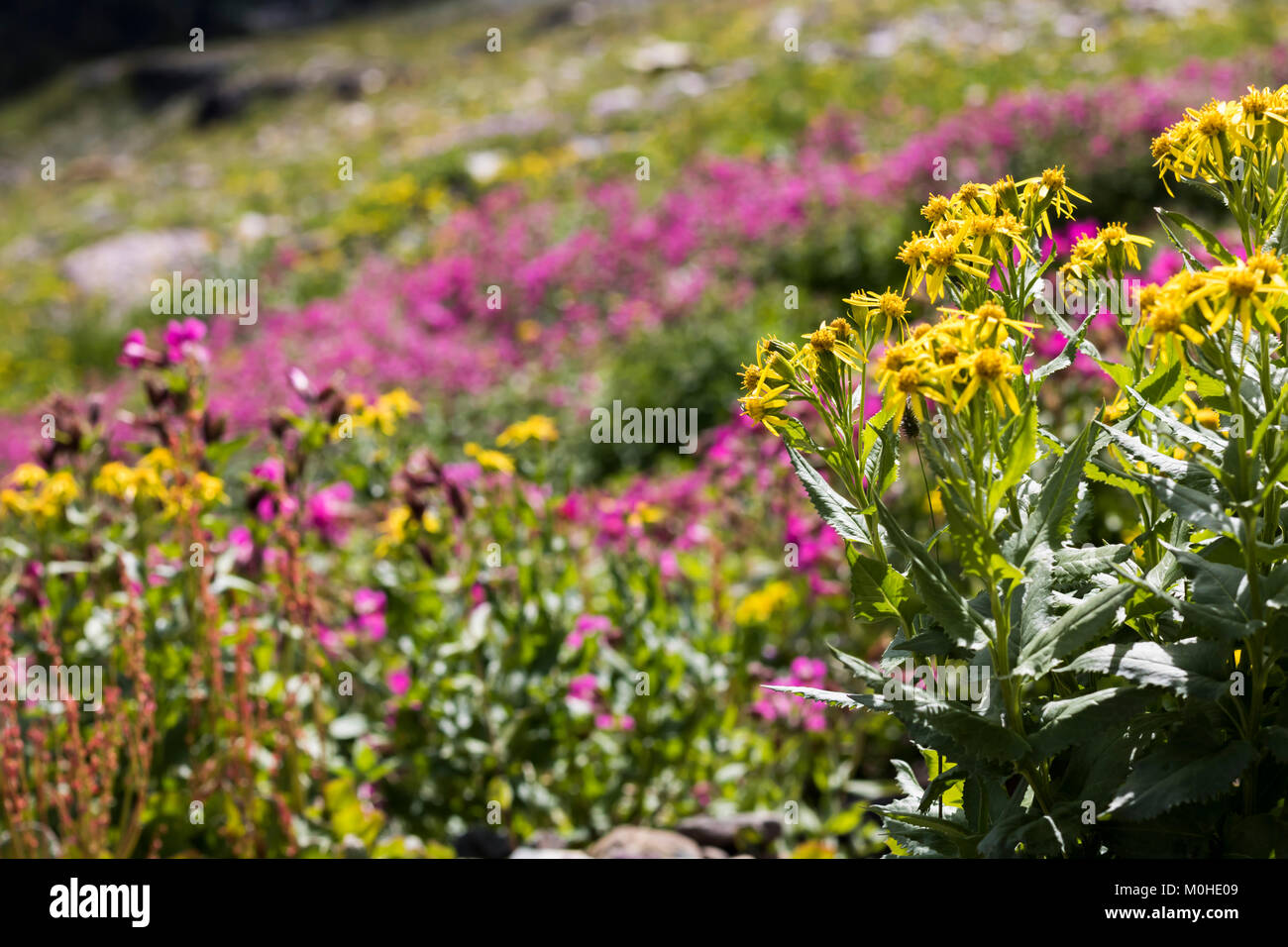 Yellow Wildflower Bokeh Stock Photo