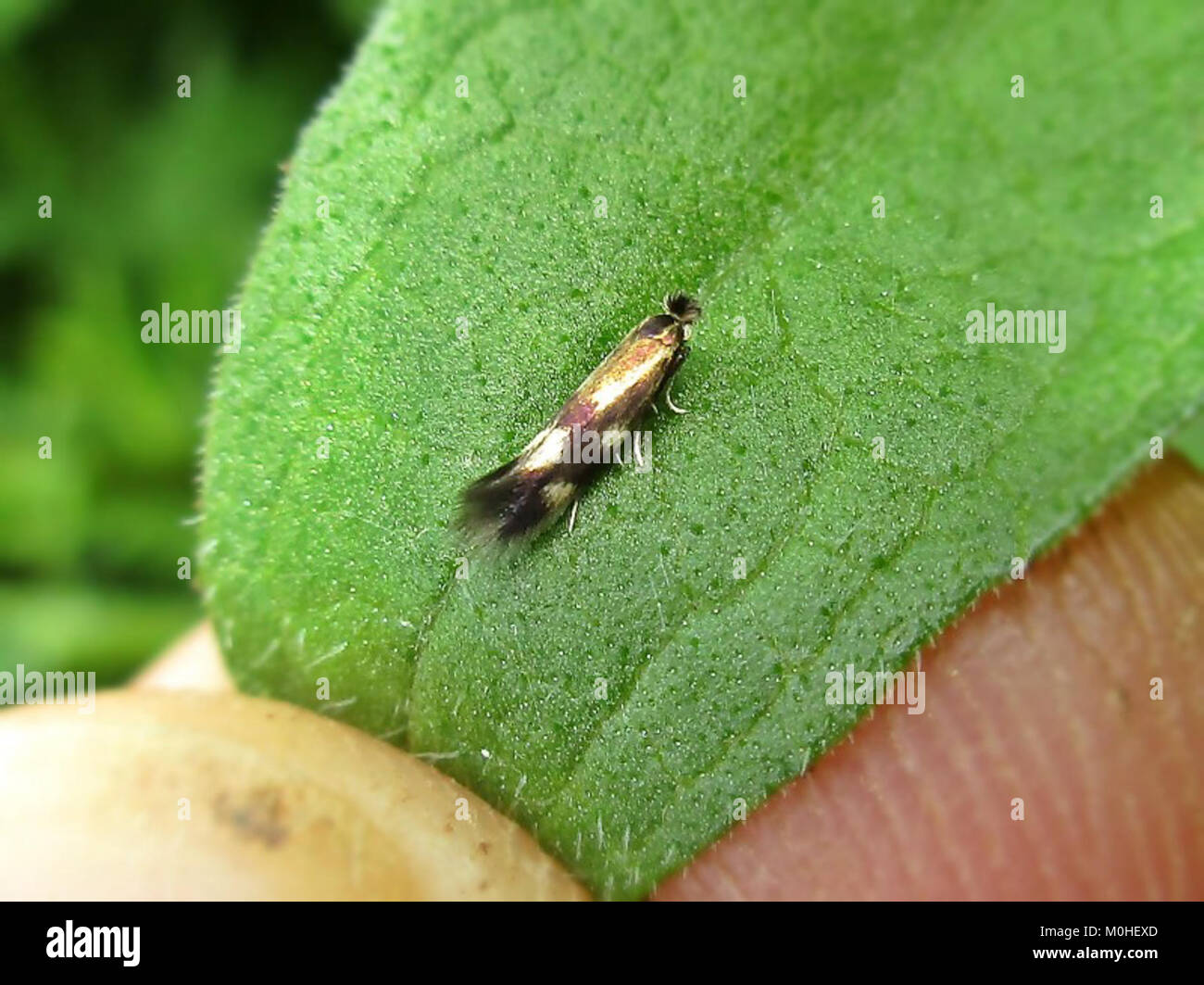 Bucculatrix nigricomella (Bucculatricidae sp.), Elst (Gld), the Netherlands - 2 Stock Photo