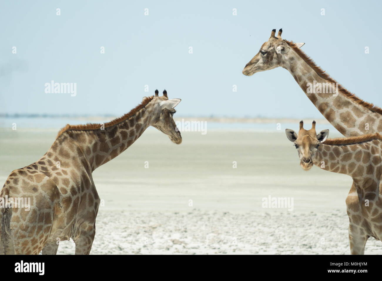 Three Giraffe heads and long necks, one looking at camera Stock Photo
