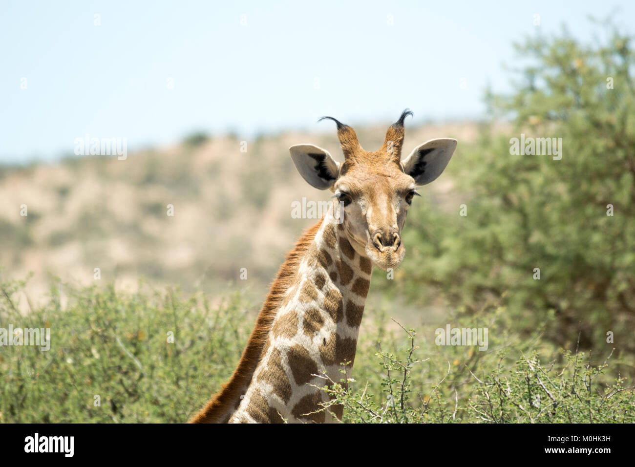 Young Giraffe looking at camera on sunny day near Windhoek, Namibia Stock Photo