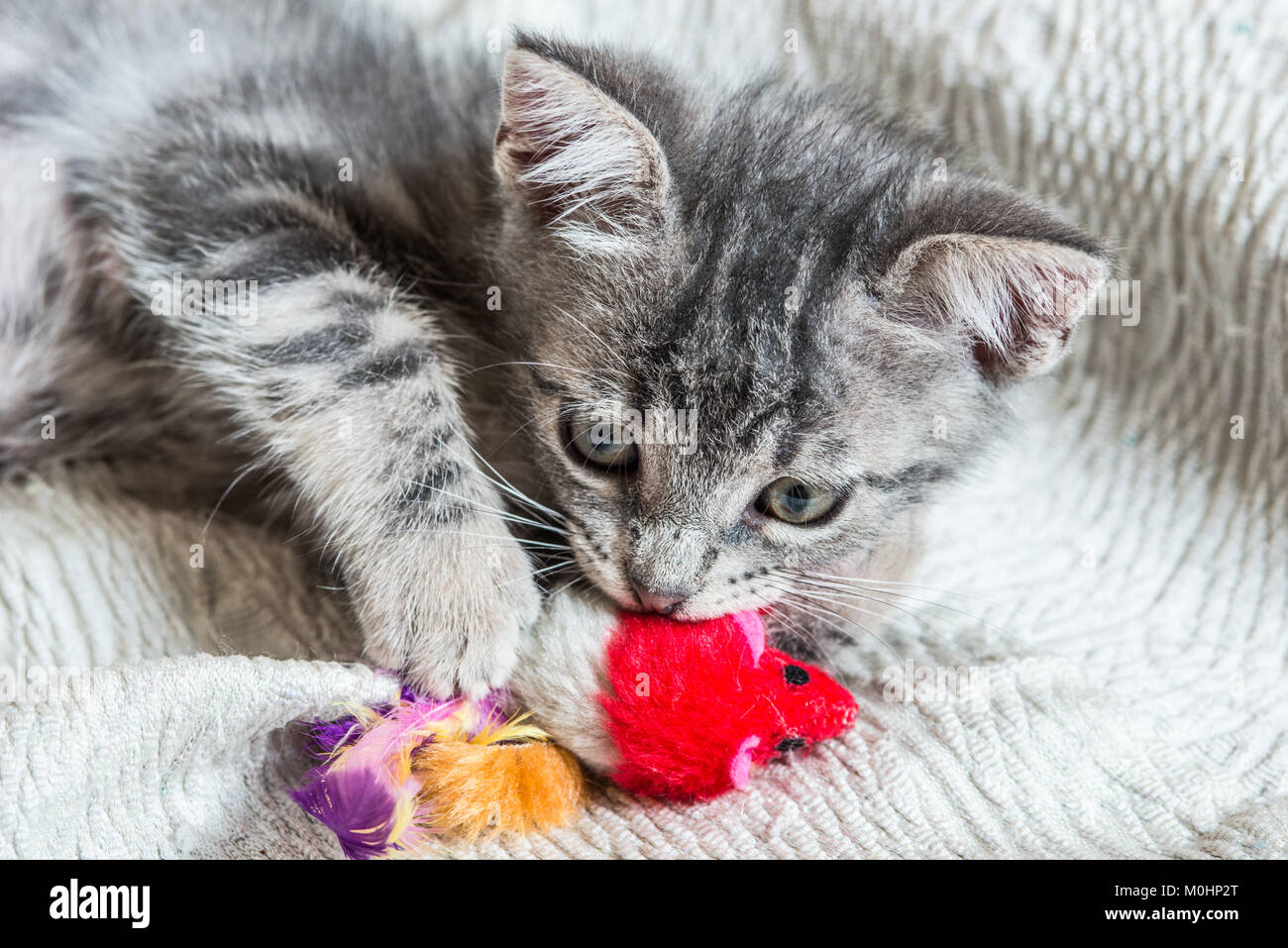 Cut baby tabby kitten playing Stock Photo - Alamy