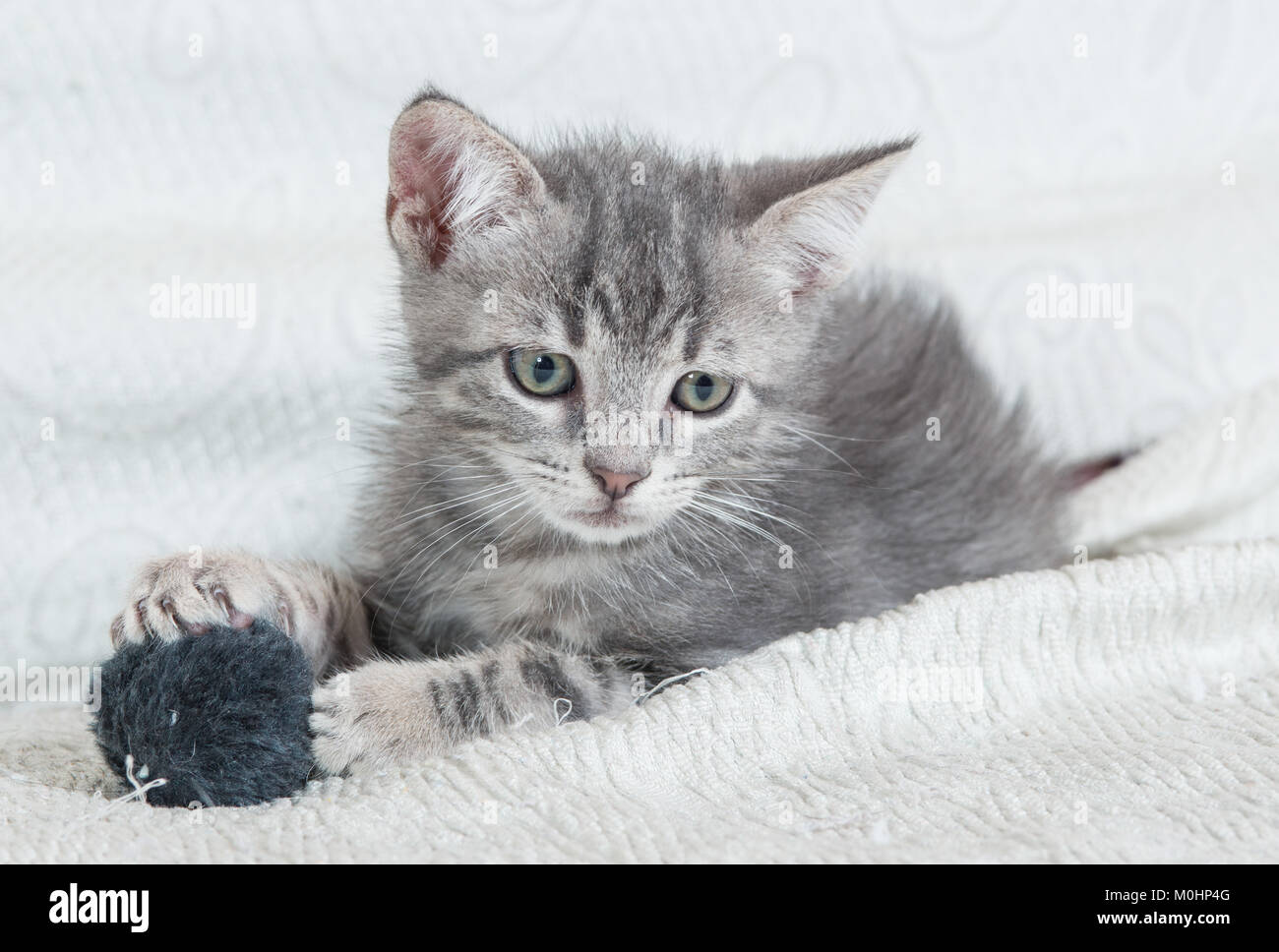 Cut baby tabby kitten playing Stock Photo - Alamy