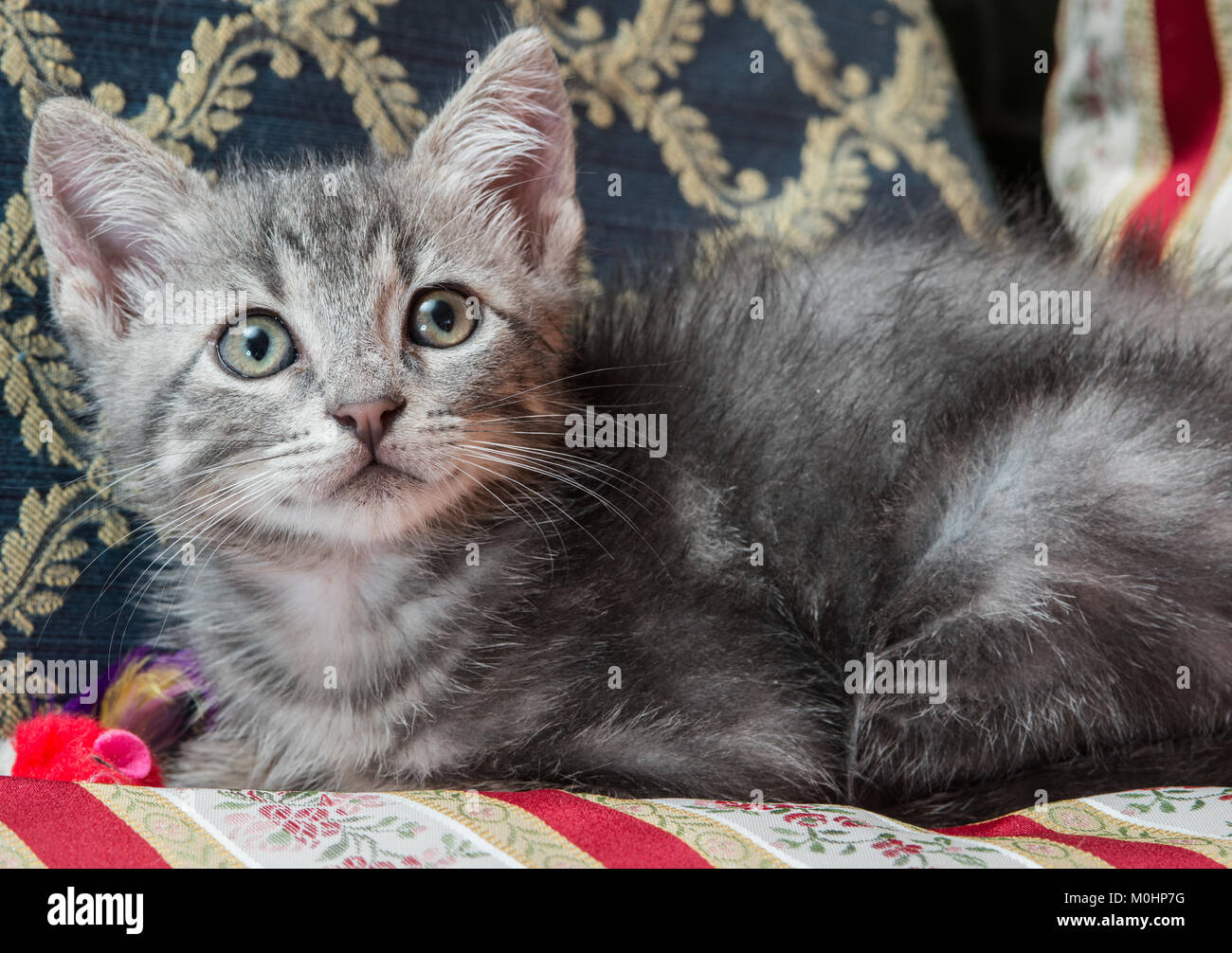 Cut baby tabby kitten playing Stock Photo - Alamy