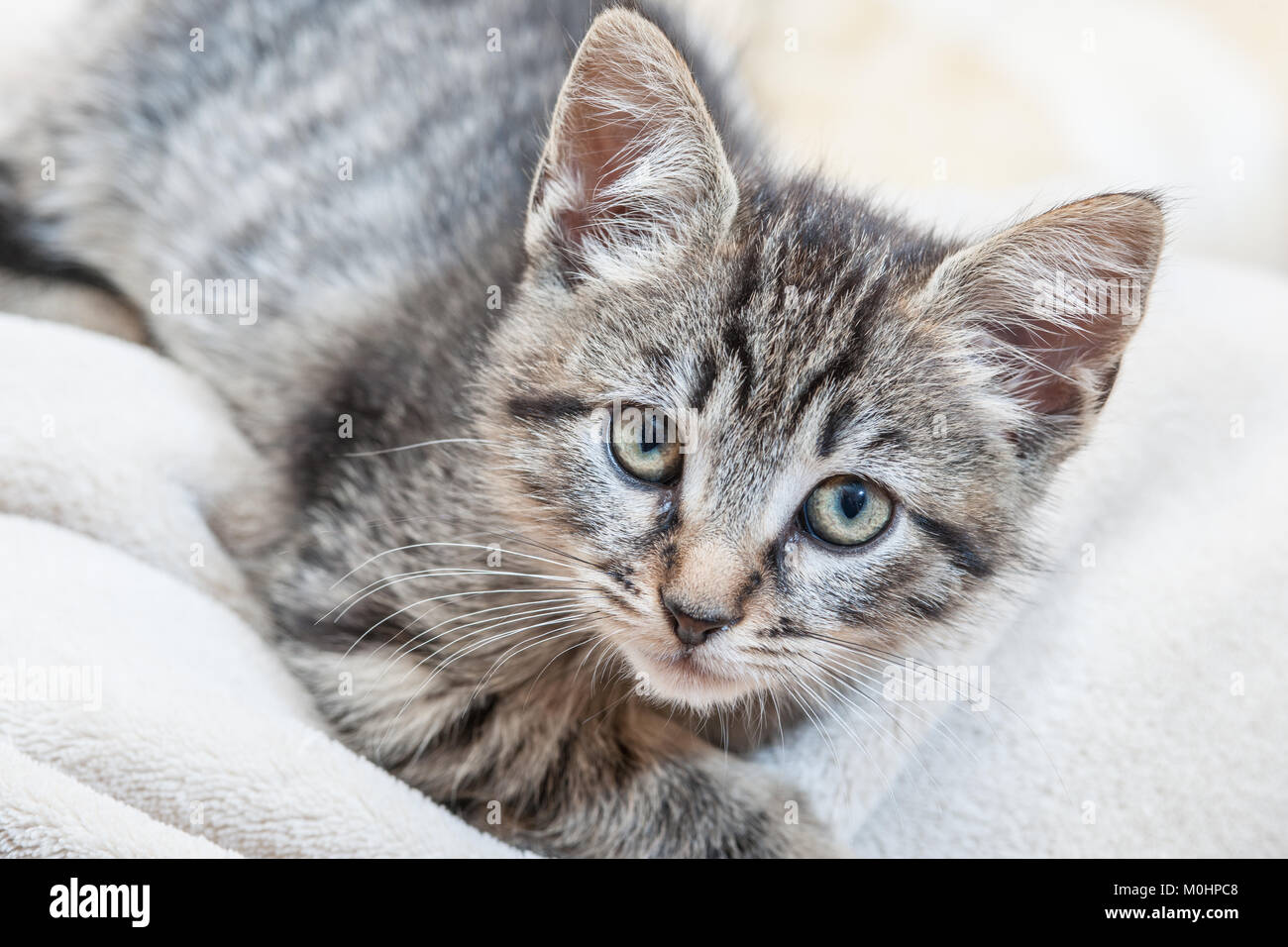 Cut baby tabby kitten playing Stock Photo - Alamy