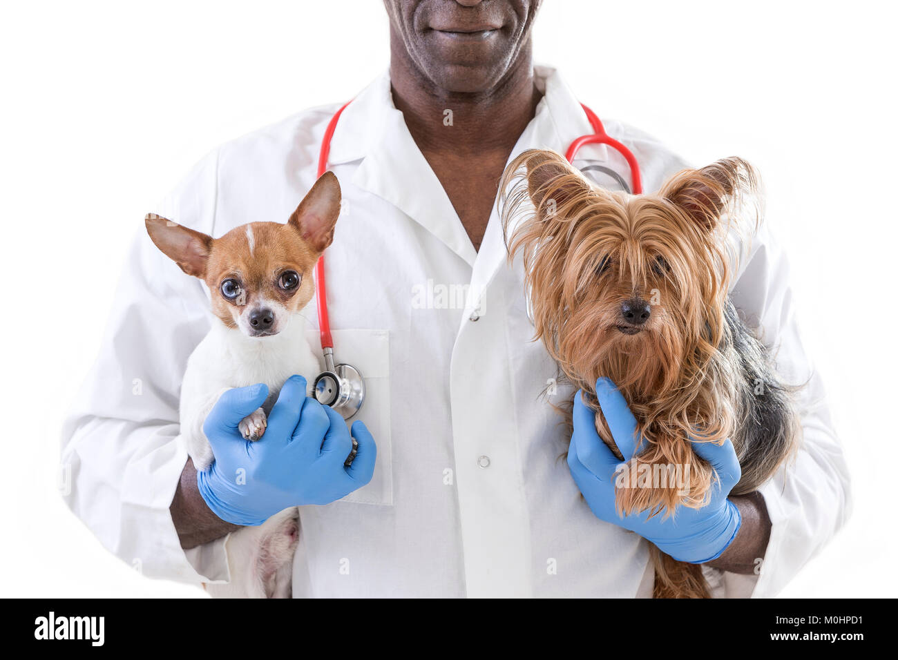 Veterinarian and cute pets on white background Stock Photo