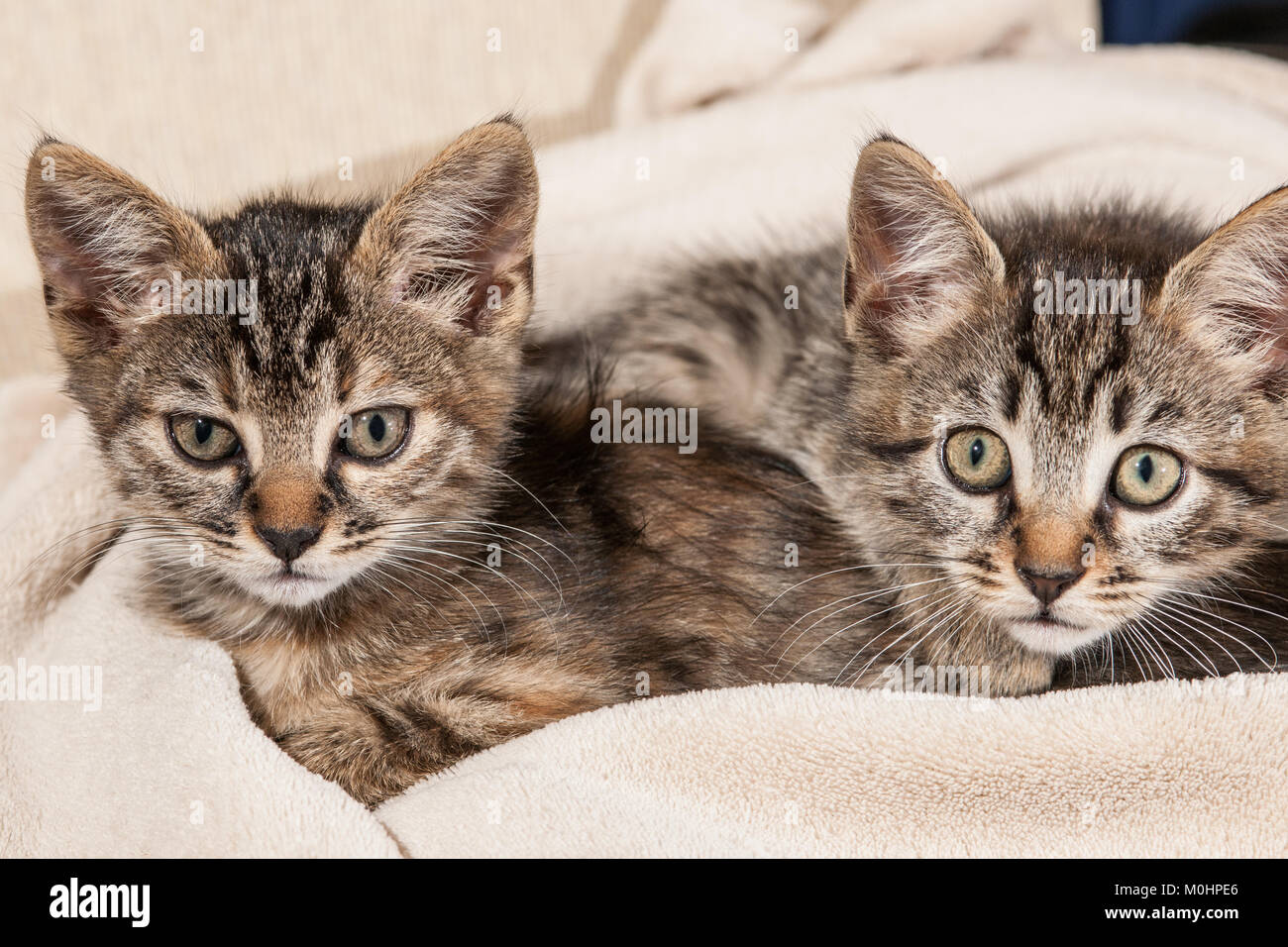 Cut baby tabby kitten playing Stock Photo - Alamy