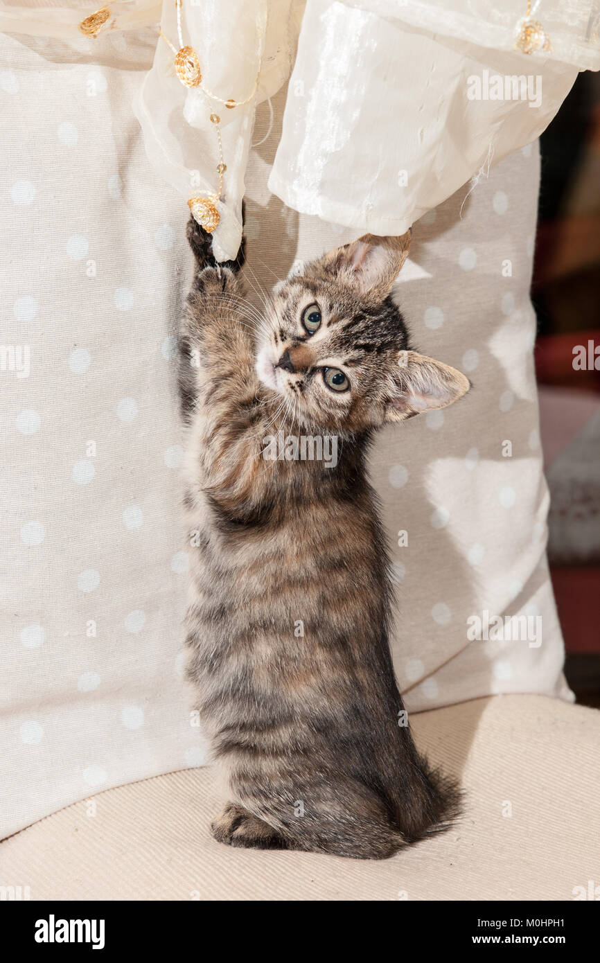 Cut baby tabby kitten playing Stock Photo - Alamy