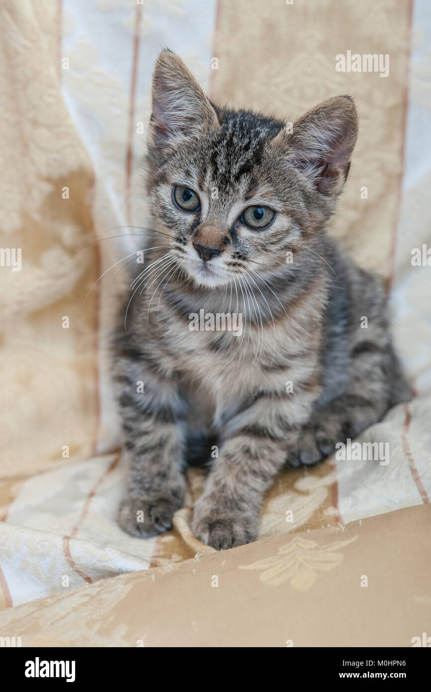 Cut baby tabby kitten playing Stock Photo - Alamy