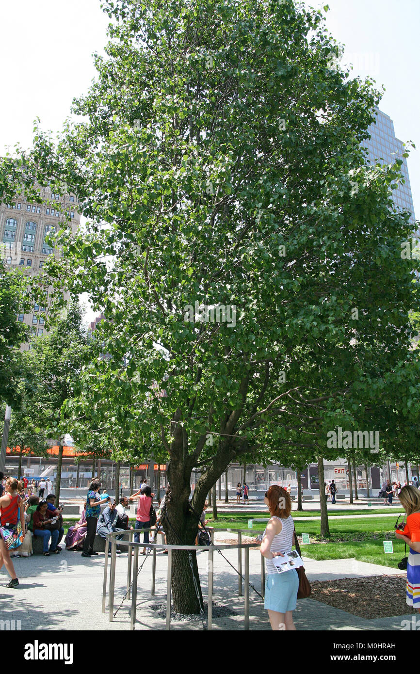 The Callery Pear 'Survivor Tree', the only tree that survived 9/11, at the 9/11 Memorial and Museum Plaza, July 2012, Lower Manhattan, New York City,  Stock Photo