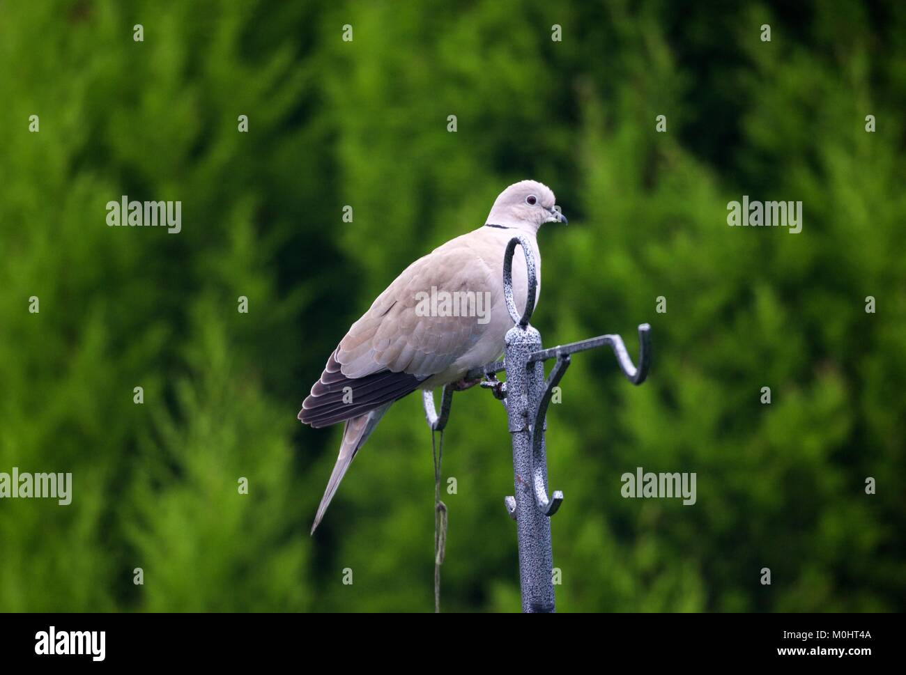 A collared dove sits at the top of a bird feeder in a house garden