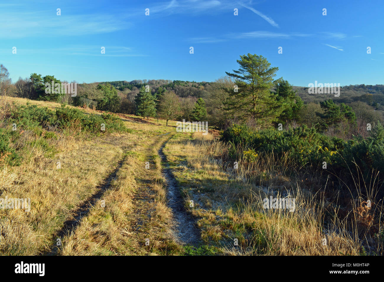 Ashdown Forest, Sussex Stock Photo Alamy